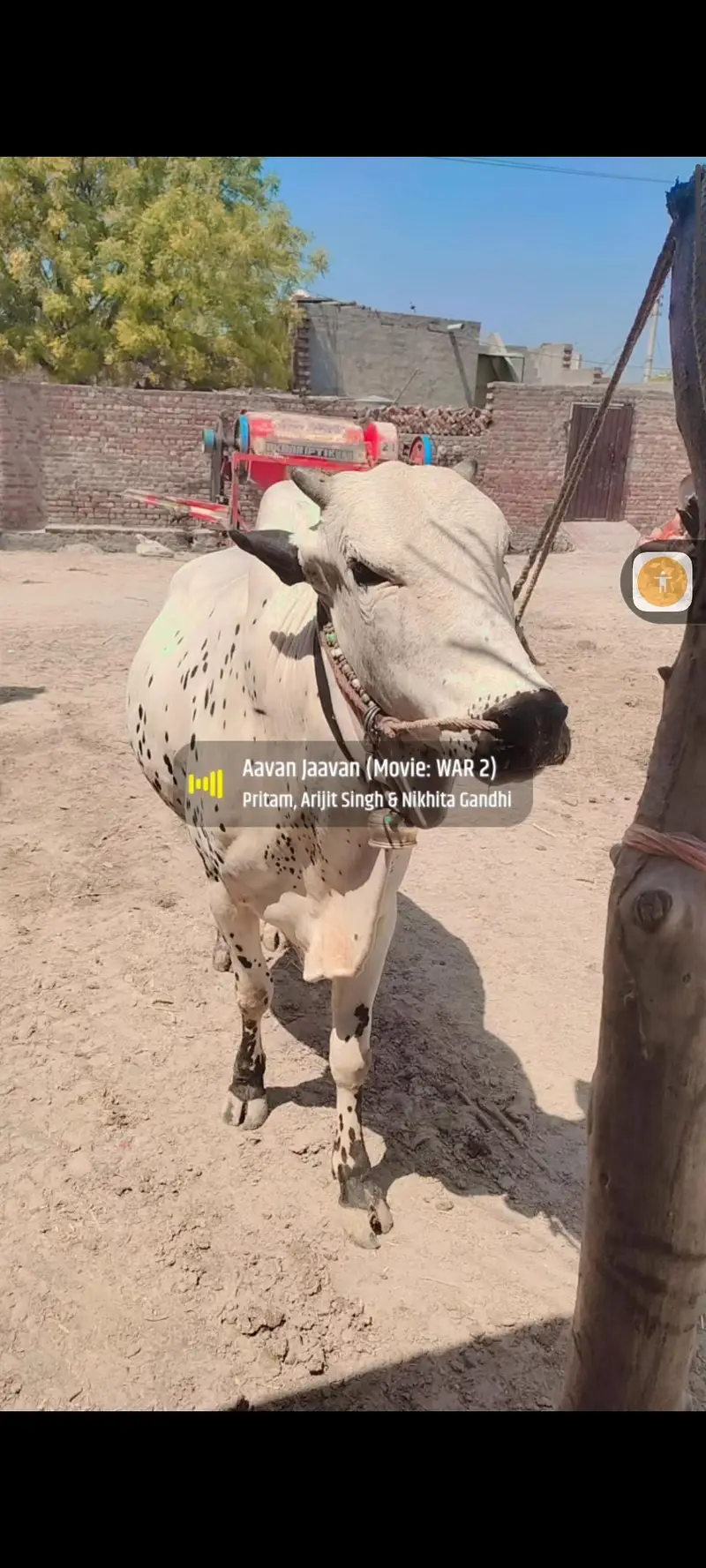 A beautiful white beauty dani bull hali — photo 3