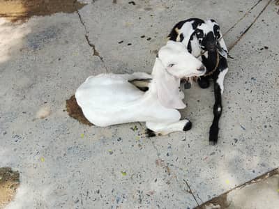 home breed Goat with four kids in reliable price 2lac ten thousand