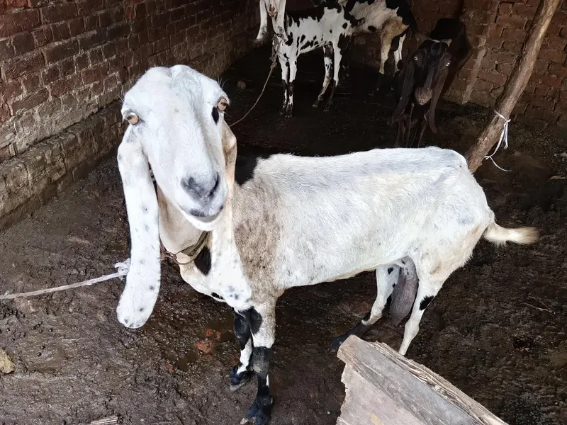 home breed Goat with four kids in reliable price 2lac ten thousand — photo 2