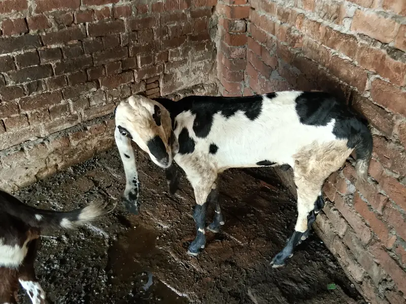 home breed Goat with four kids in reliable price 2lac ten thousand — photo 3