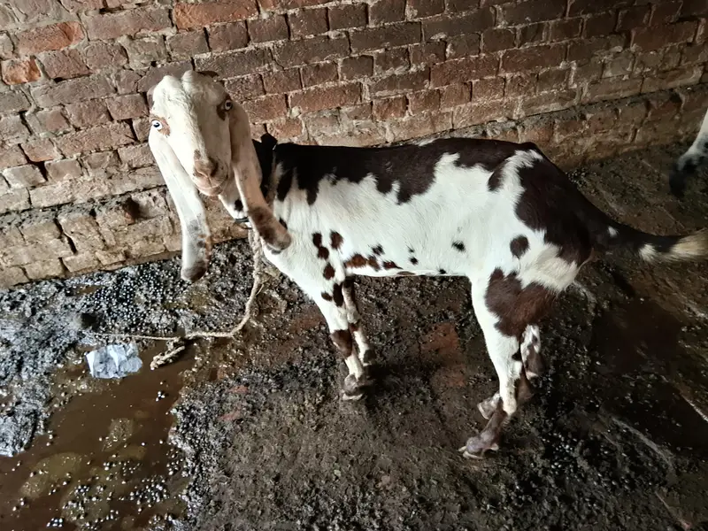 home breed Goat with four kids in reliable price 2lac ten thousand — photo 4