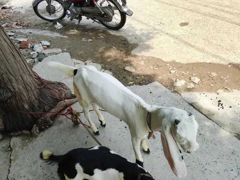 home breed Goat with four kids in reliable price 2lac ten thousand — photo 5