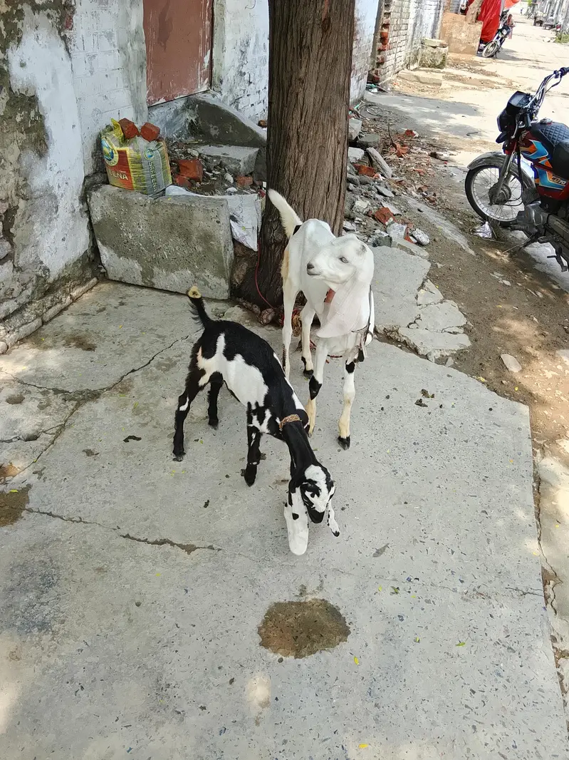 home breed Goat with four kids in reliable price 2lac ten thousand — photo 6