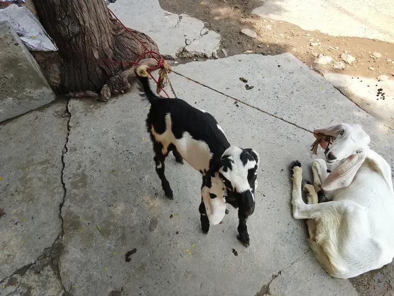 home breed Goat with four kids in reliable price 2lac ten thousand — photo 7