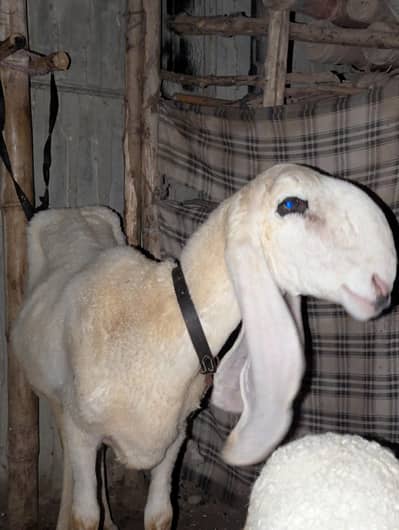 healthy sheep