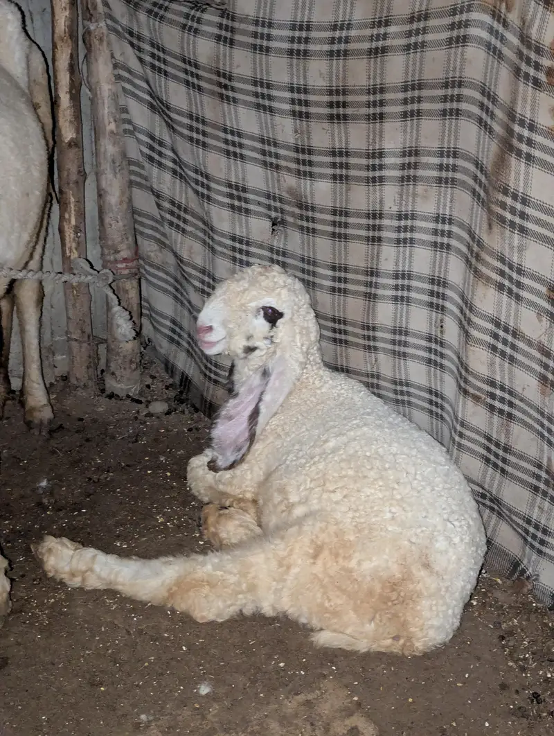 healthy sheep — photo 2
