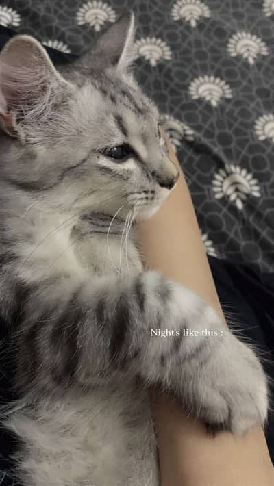 Beautiful Silver Long-Haired Cat for Sale – Healthy & Litter Trained