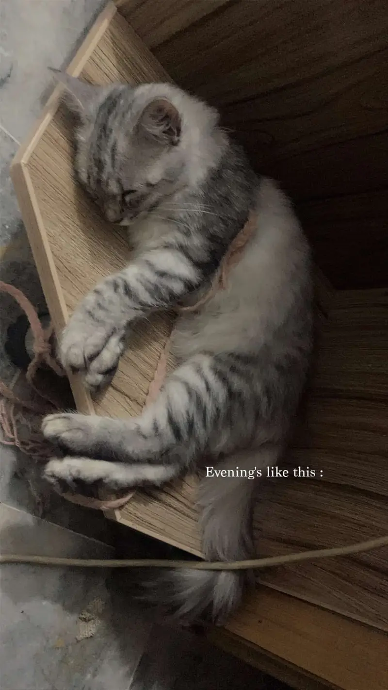 Beautiful Silver Long-Haired Cat for Sale – Healthy & Litter Trained — photo 2