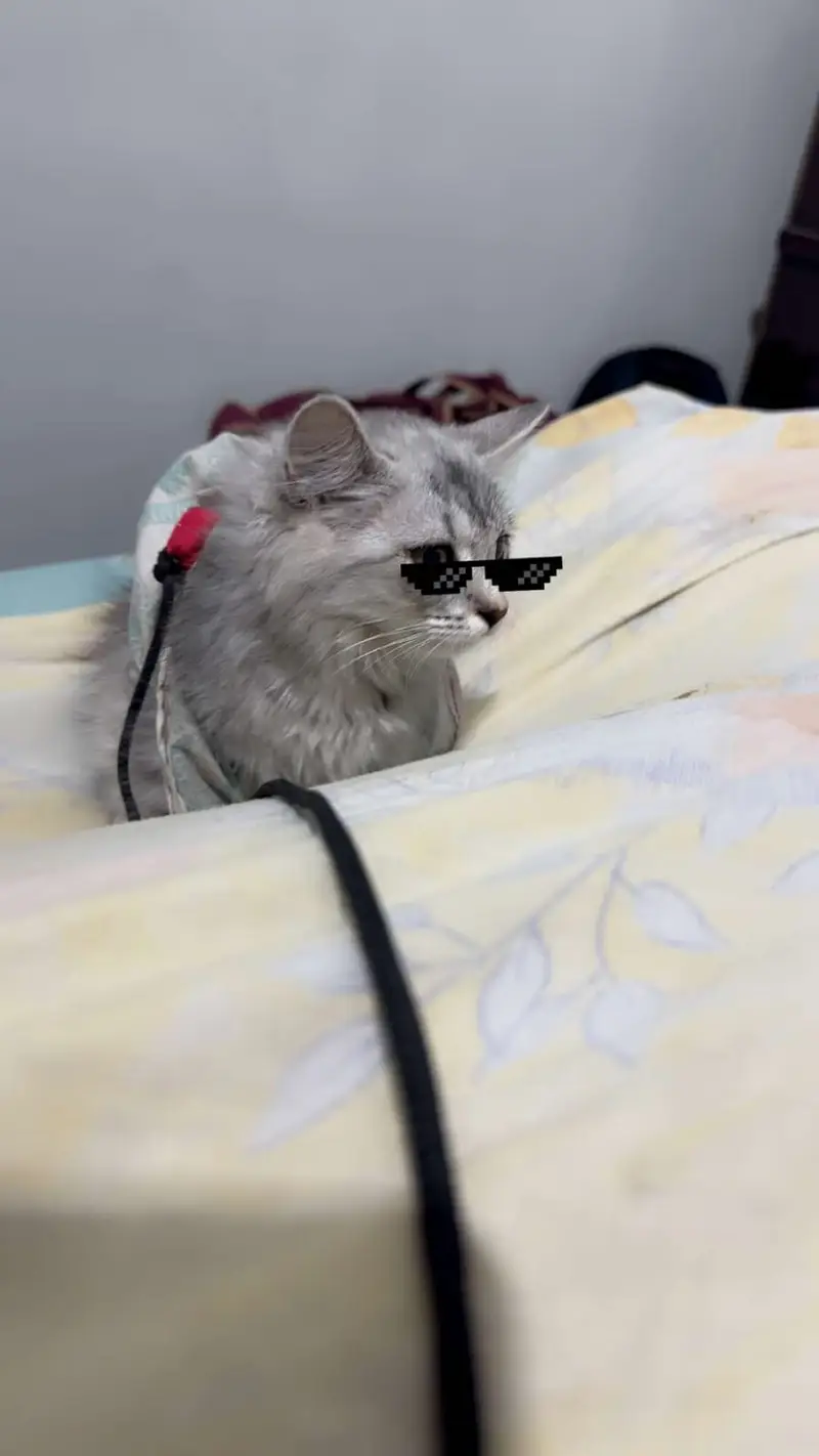Beautiful Silver Long-Haired Cat for Sale – Healthy & Litter Trained — photo 3