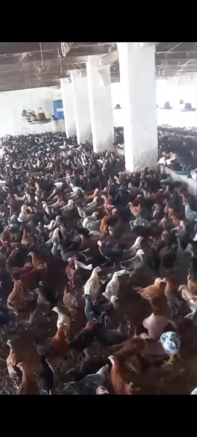 healthy vaccinated hens and chickens available in sahiwal 03269445587