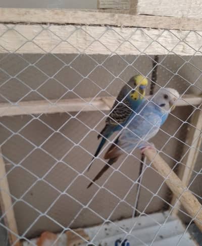 budgue parrot pair