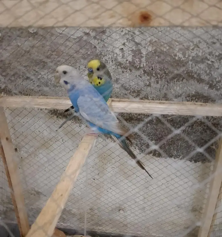 budgue parrot pair — photo 2