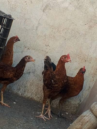 Golden misri desi