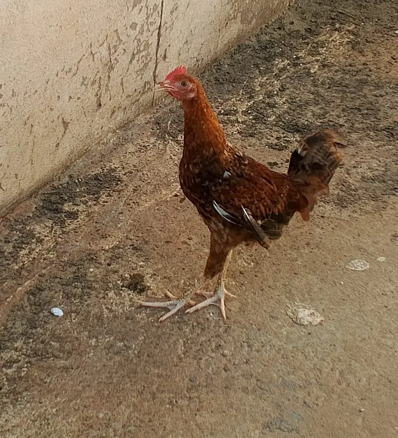 Golden misri desi — photo 2