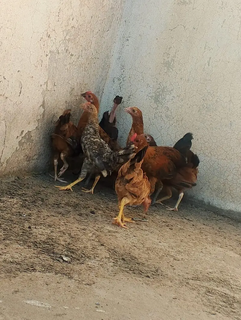 Golden misri desi — photo 4