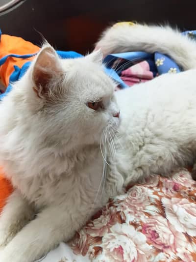 Healthy punch face persian cat