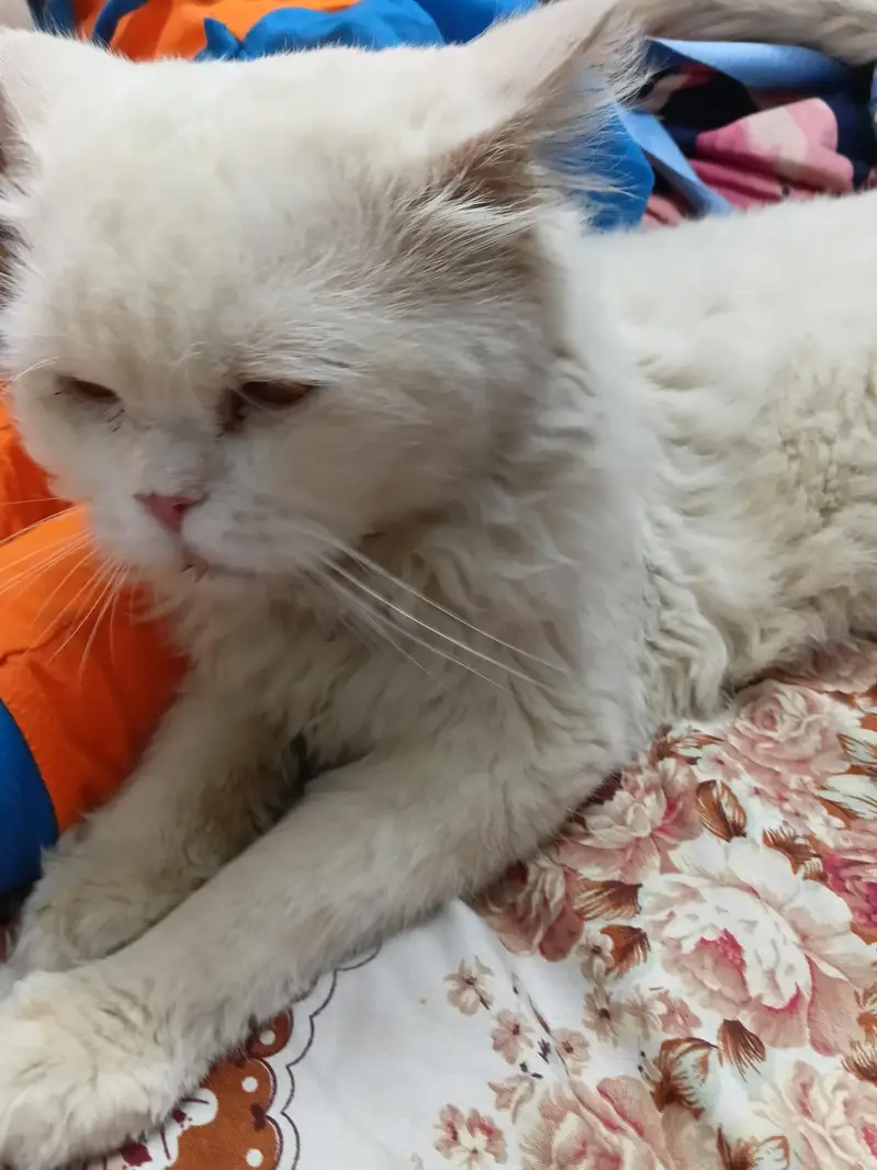 Healthy punch face persian cat — photo 2