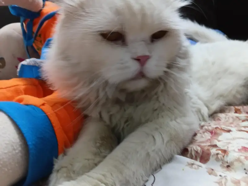 Healthy punch face persian cat — photo 3