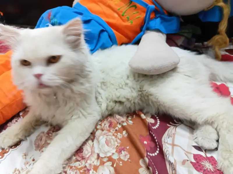 Healthy punch face persian cat — photo 4
