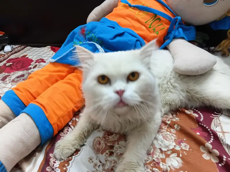 Healthy punch face persian cat — photo 5