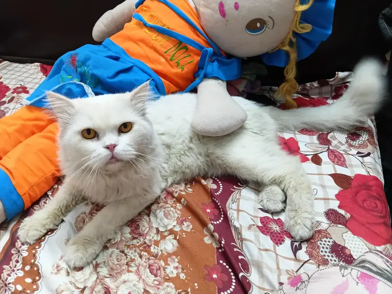 Healthy punch face persian cat — photo 6
