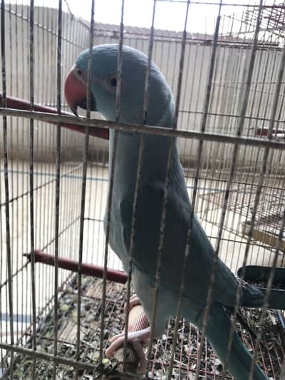 Blue Ring Neck For Sale