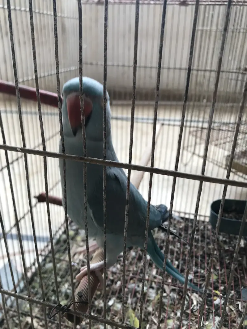Blue Ring Neck For Sale — photo 2