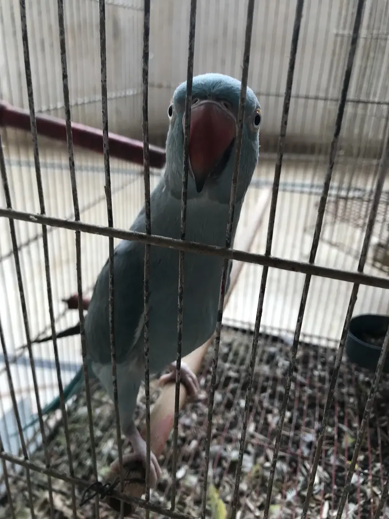 Blue Ring Neck For Sale — photo 3