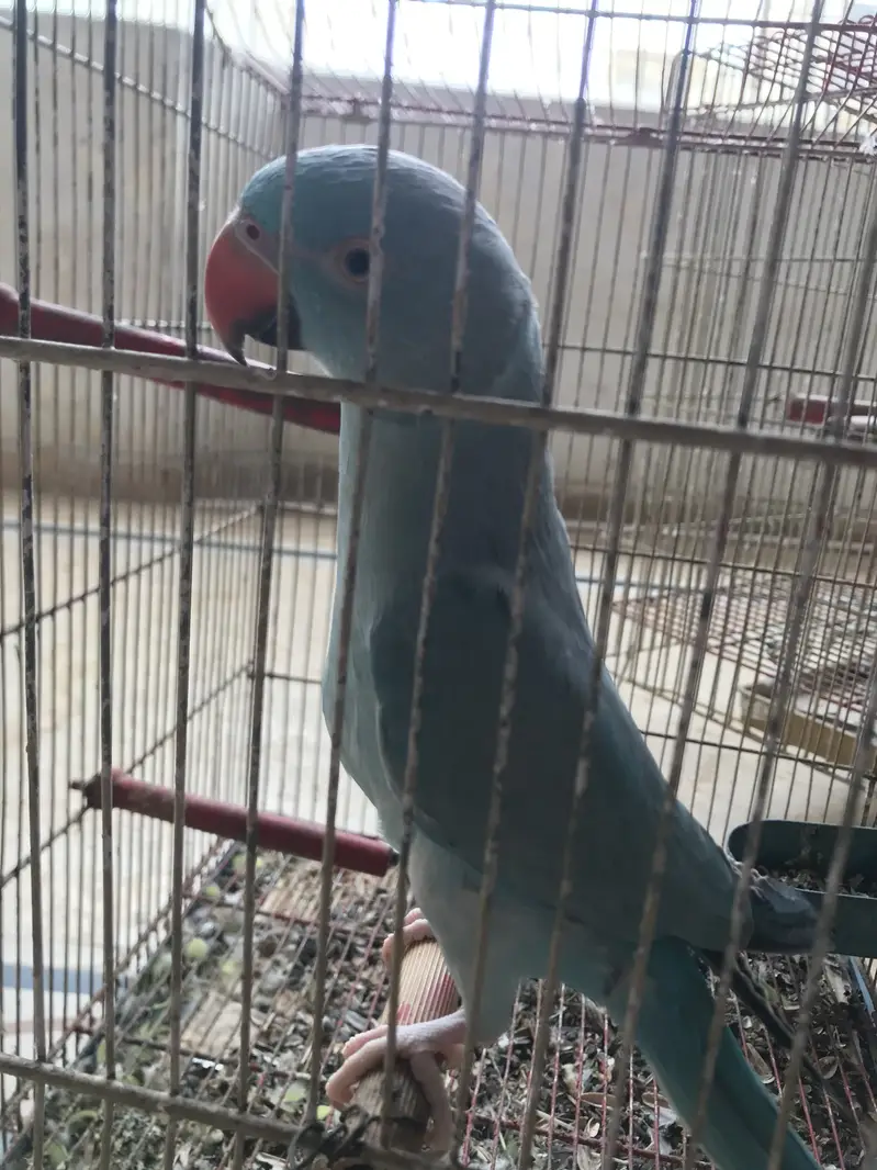 Blue Ring Neck For Sale — photo 4