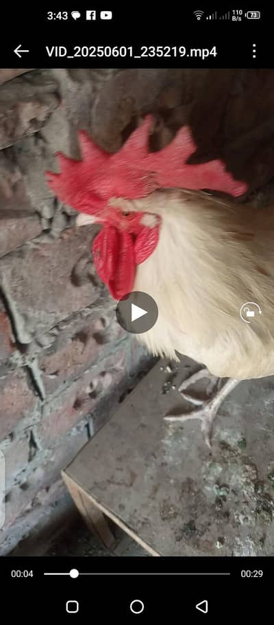 white roster beautiful healthy