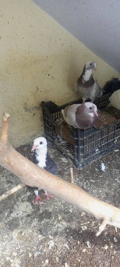 lathay kabotar for sale