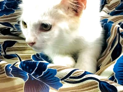 cats for sale
