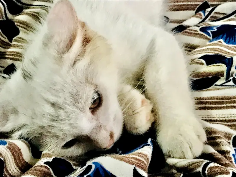 cats for sale — photo 2