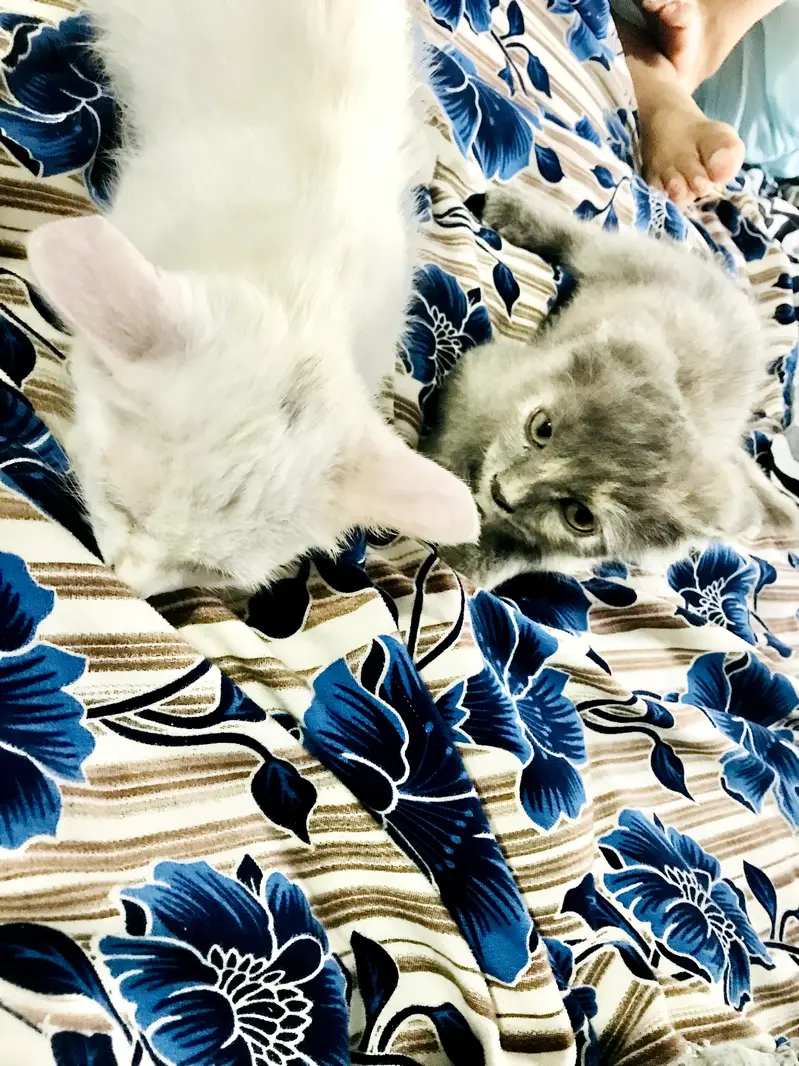 cats for sale — photo 3