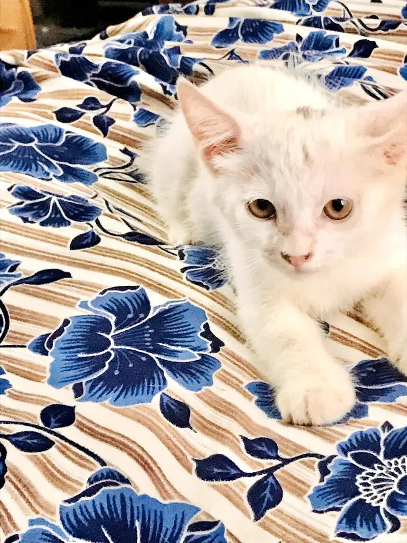 cats for sale — photo 4