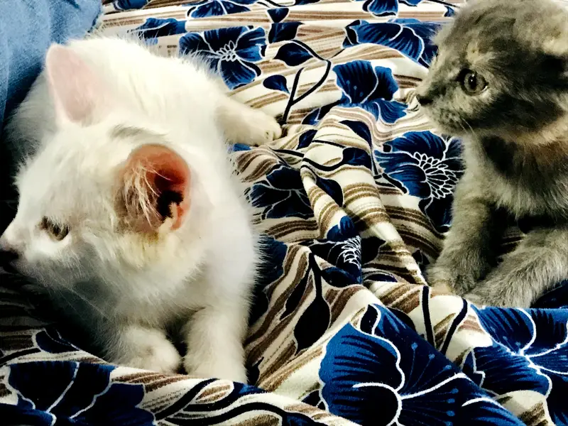 cats for sale — photo 5