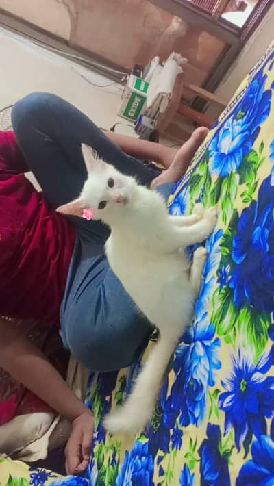 Persian kitten for sale