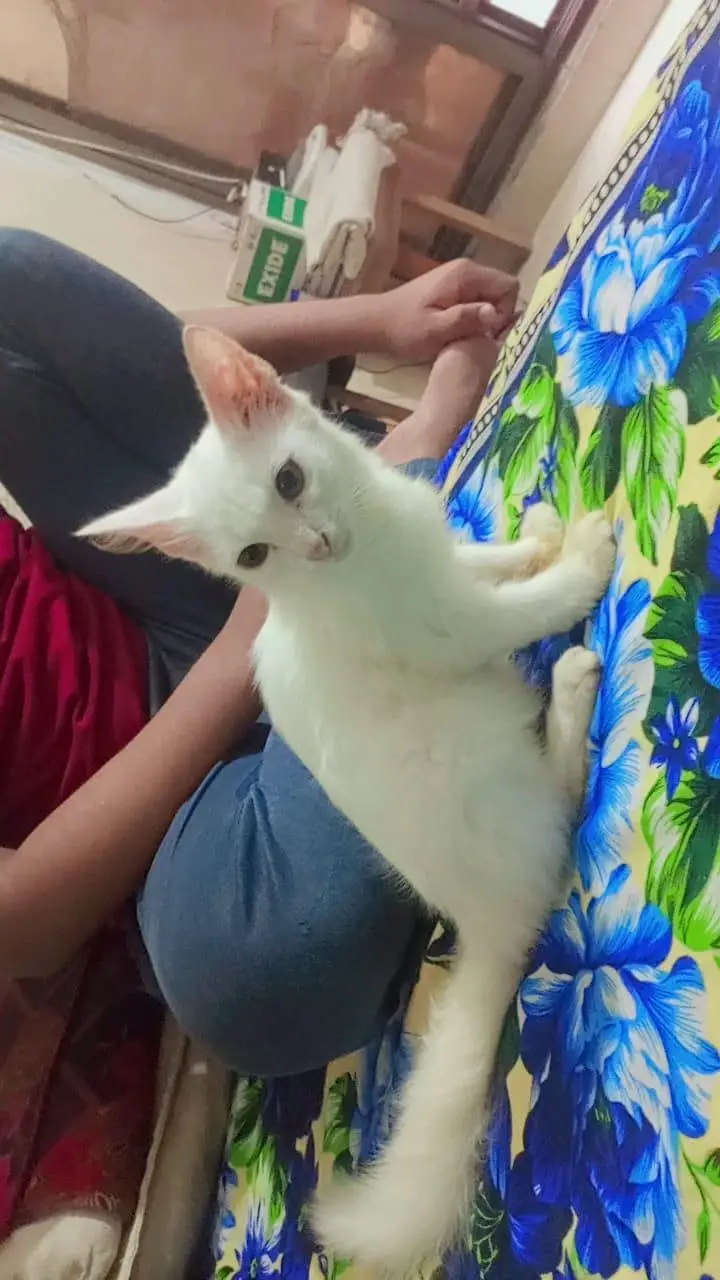 Persian kitten for sale — photo 2