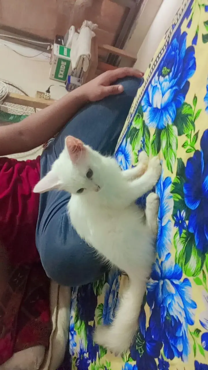 Persian kitten for sale — photo 3