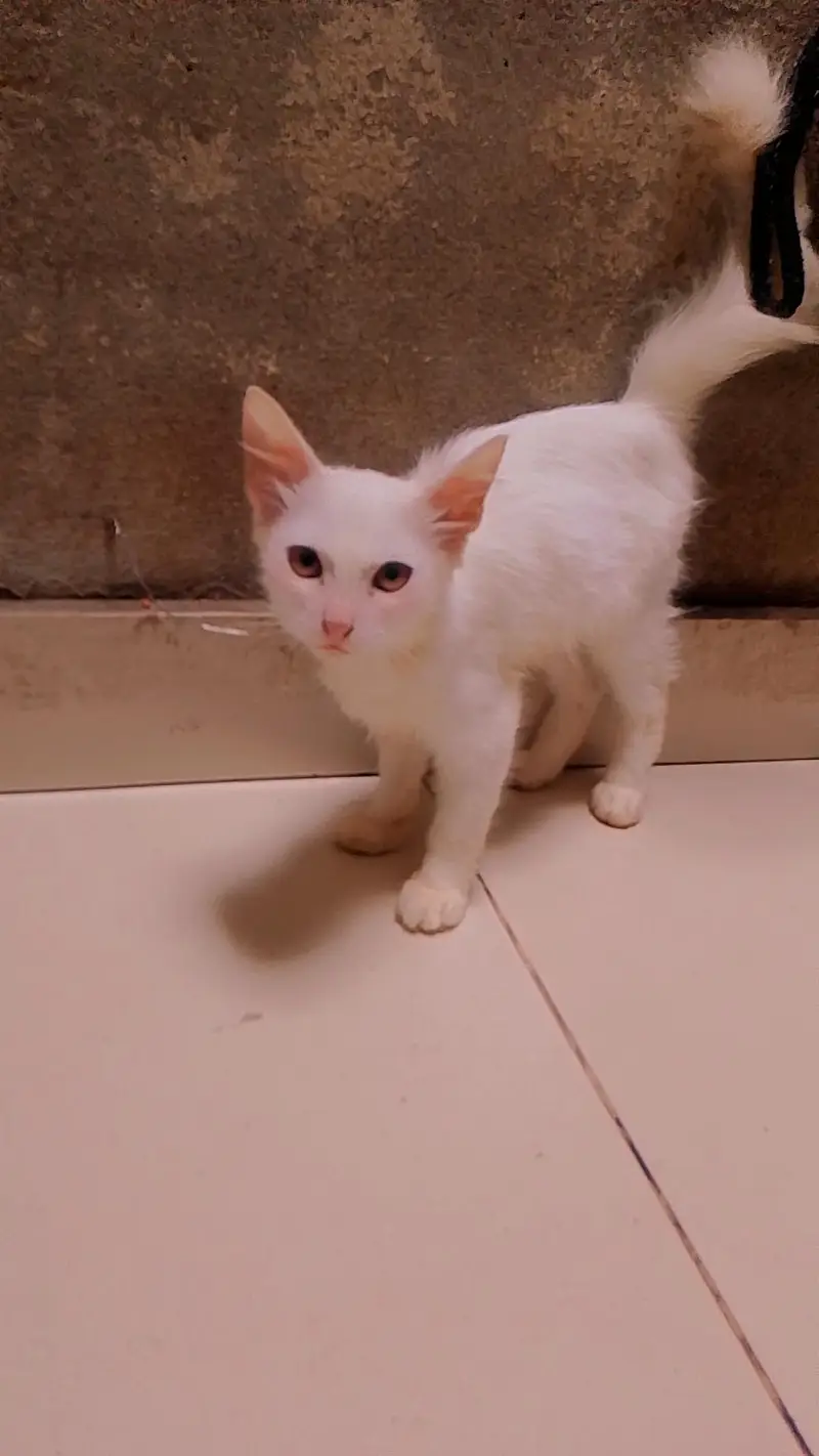 Persian kitten for sale — photo 5