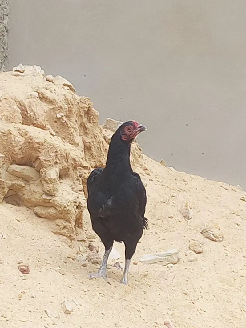 aseel jawa murgha or miawali murghi — photo 7