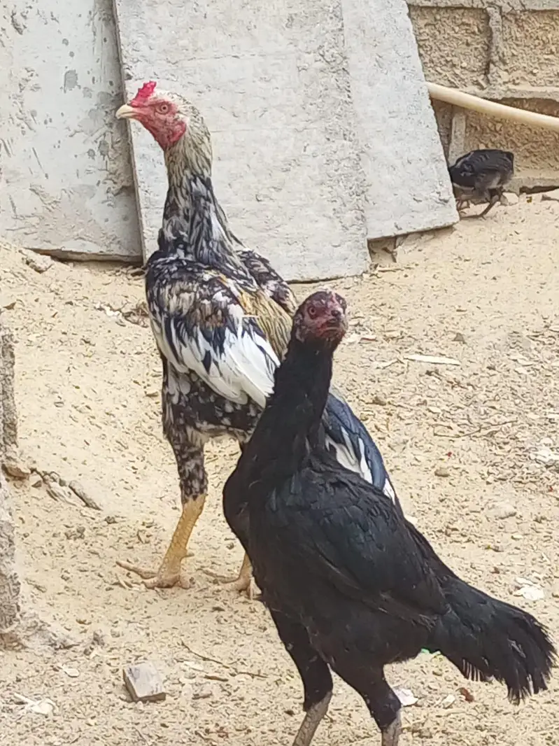 aseel jawa murgha or miawali murghi — photo 9