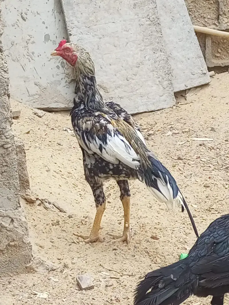 aseel jawa murgha or miawali murghi — photo 12