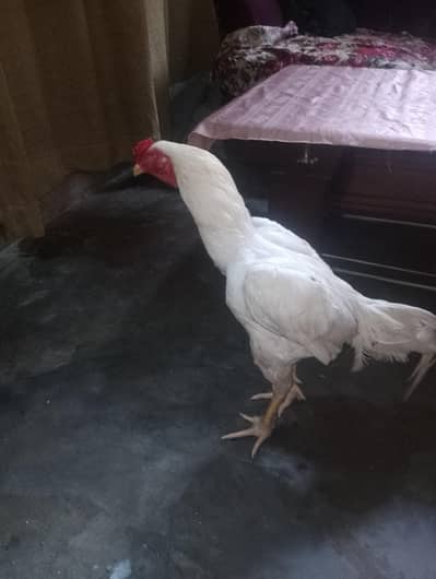papper white urgent sale