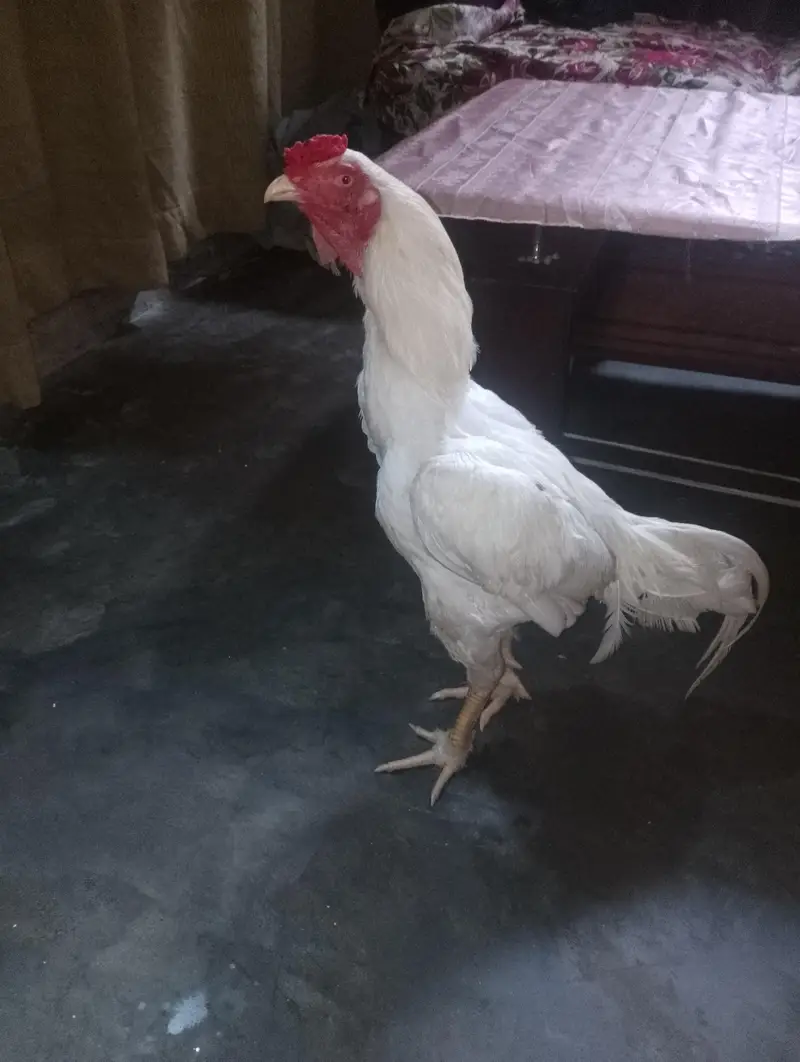 papper white urgent sale — photo 2