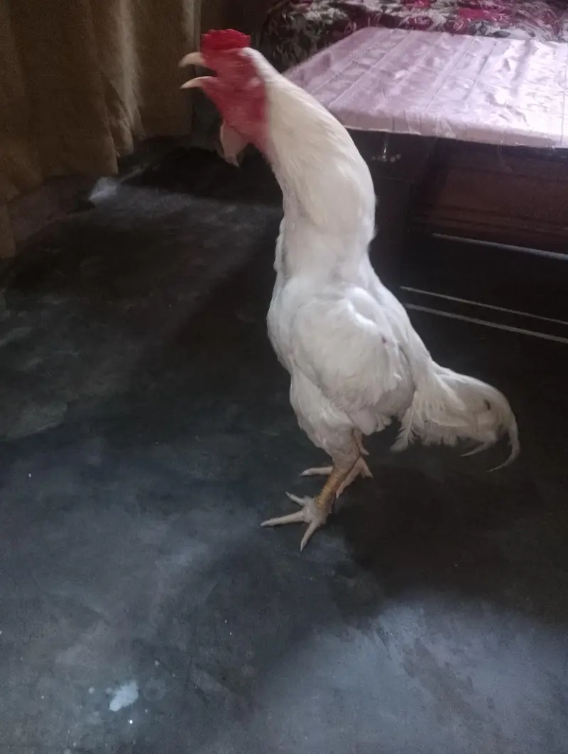 papper white urgent sale — photo 3