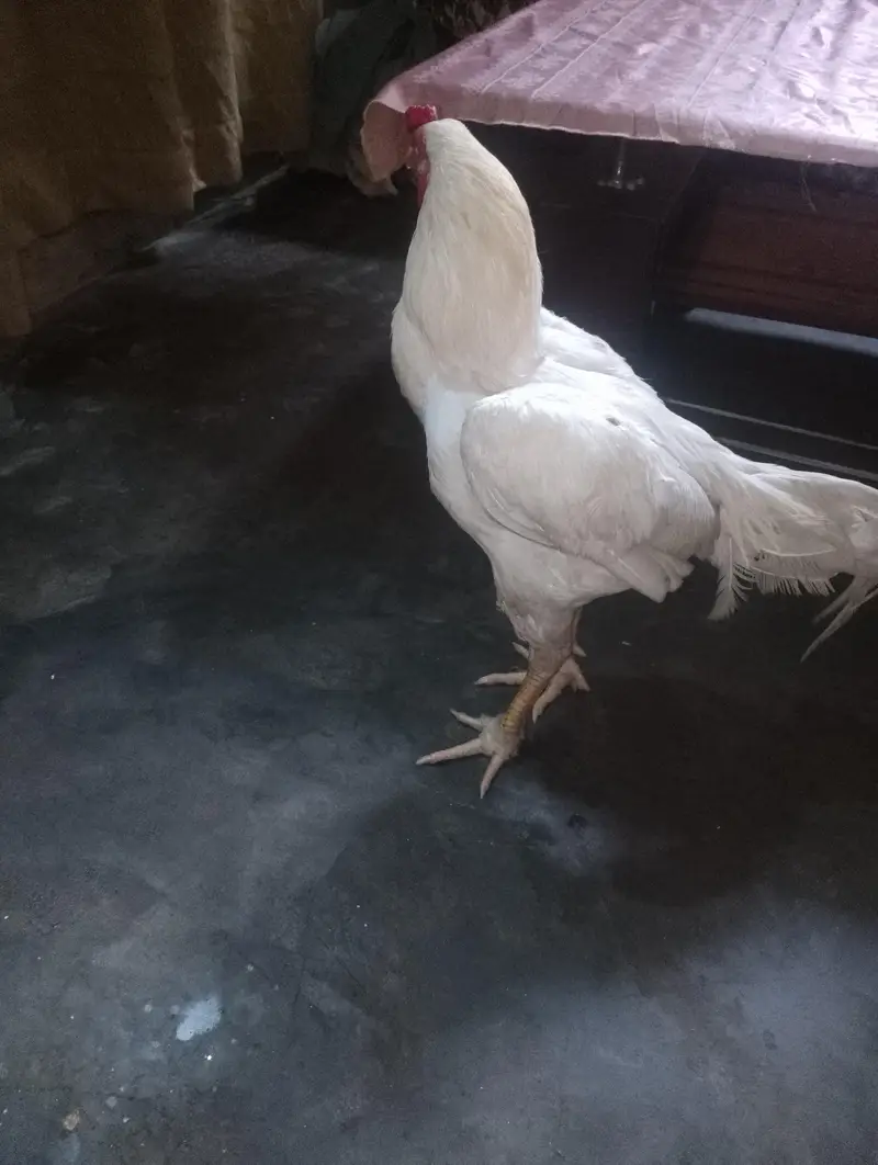 papper white urgent sale — photo 4