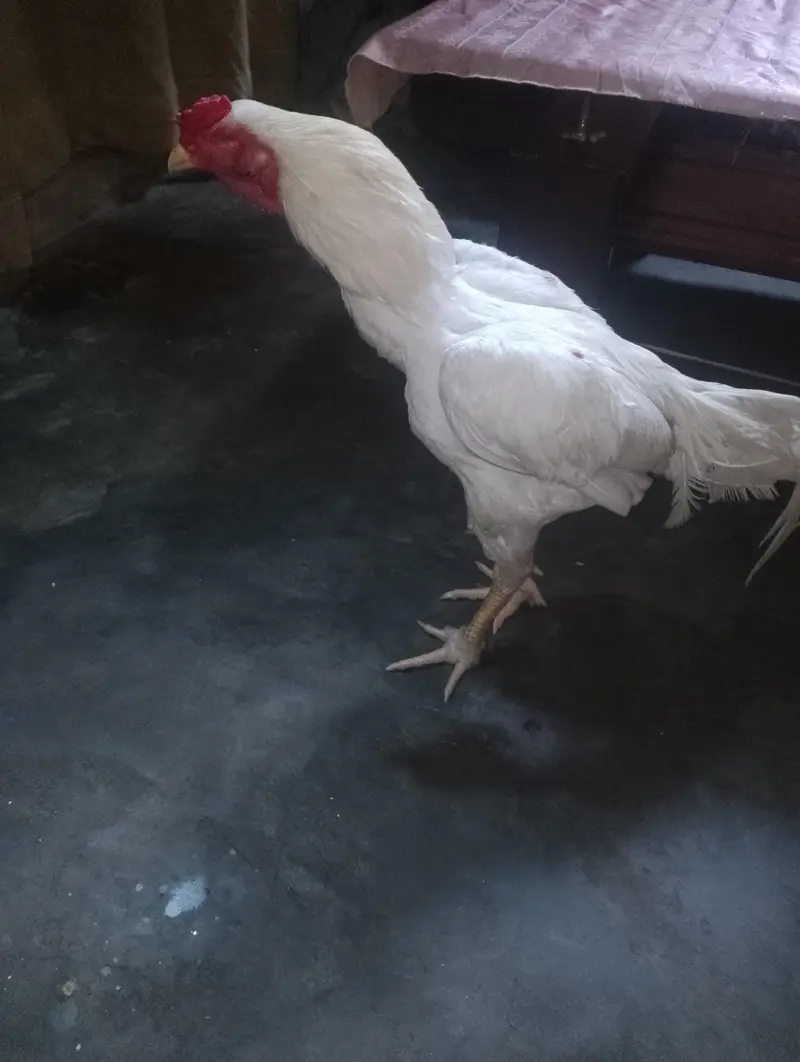 papper white urgent sale — photo 5