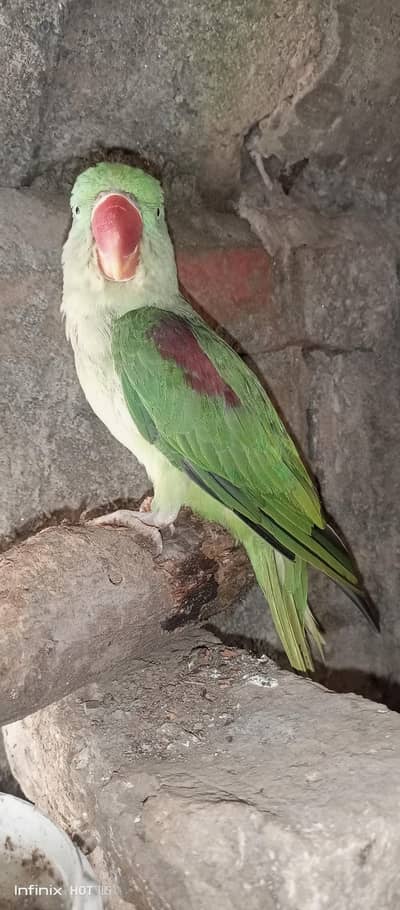 Raw Female Parrot