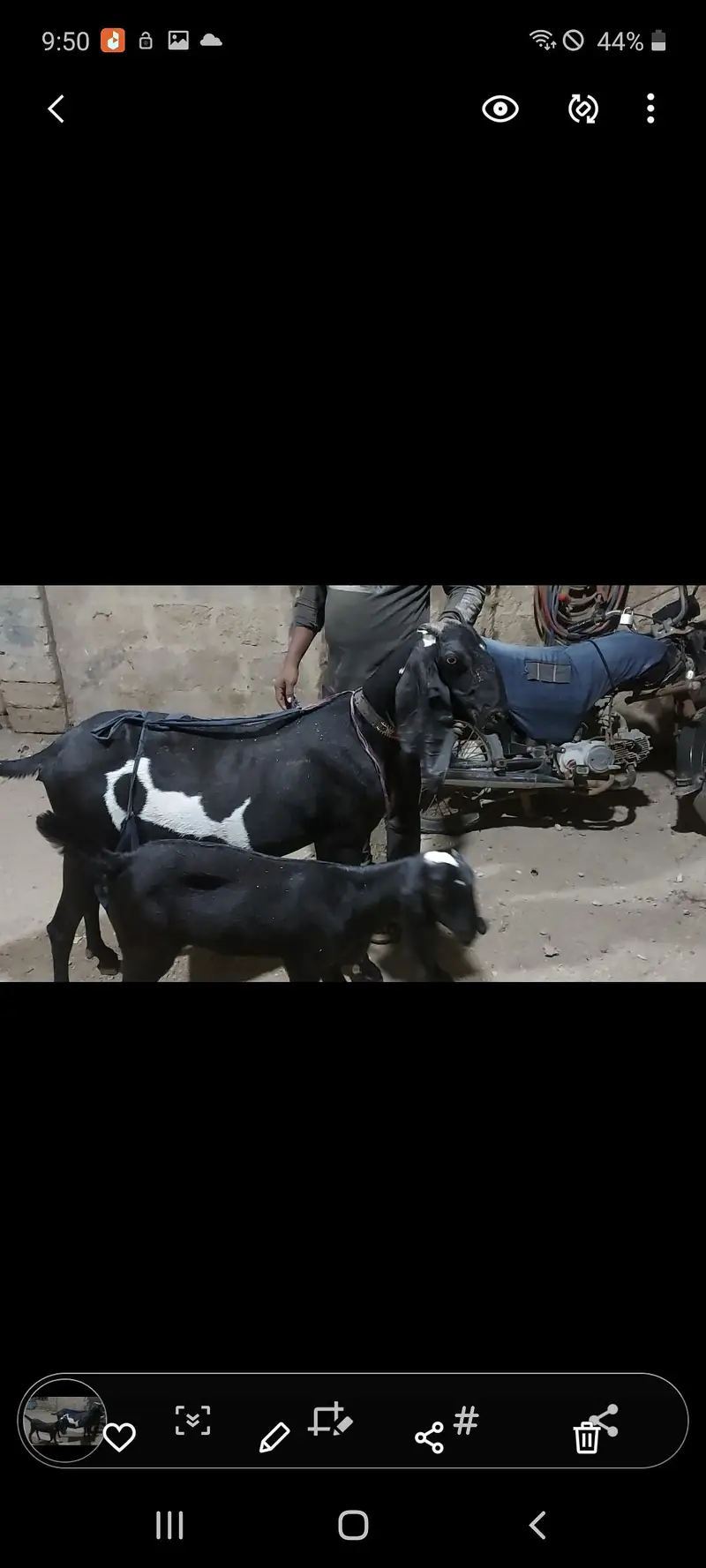 qurbani goat 2027 ke bakre  or bakriyan bhi available hai — photo 7